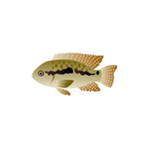 Port Acara Cichlid